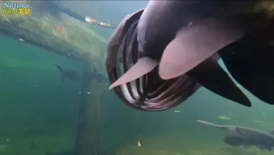 NaturaGart Nachrichten 28.11.2019