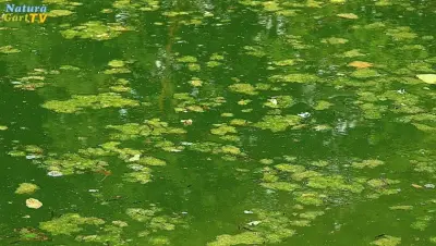 Rat bei Teichproblemen