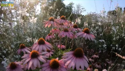 NaturaGart Nachrichten 9.9.2020