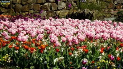 Frühlingsblüte im NaturaGart-Park 2022