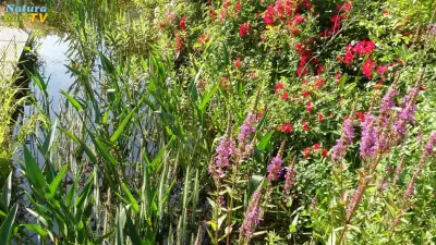 Naturschutz beim Teichbau