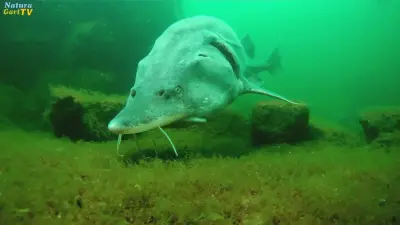 Naturagart-Unterwasserpark 2023