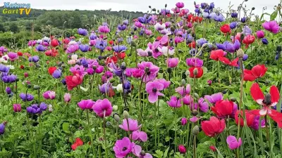 NaturaGart Nachrichten 29.05.2025