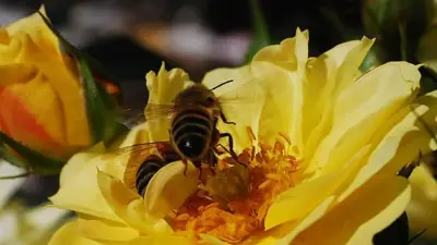 Bienen-Rosen