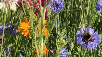 Wildstauden-Sortimente