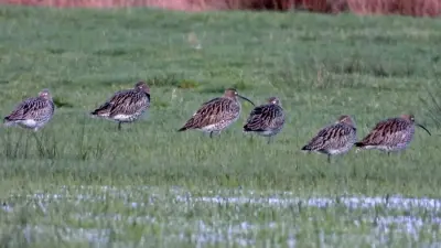 Entwurf eines Management-Konzeptes für großflächige Feuchtgebiete in Westfalen