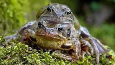 Tiere und Pflanzen an Teichen