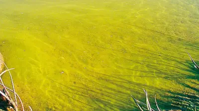 Gründe für trübes Wasser
