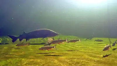 Teichfilter: die Unterschiede