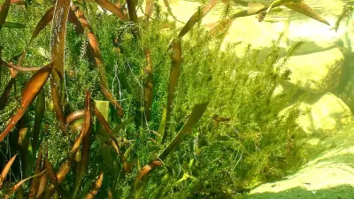 So funktionieren Teiche