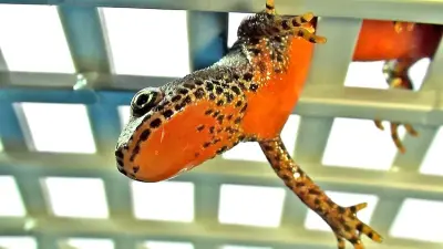 Regeln für Pumpenbetrieb