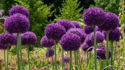 NaturaGart Newsletter 04. Juni 2026