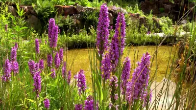 Argumente gegen Teichbau-Verbote