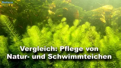 Vergleich: Pflege von Naturteichen und Schwimmteichen