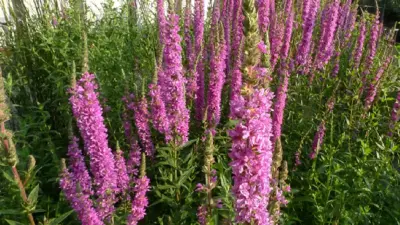 Hohe Ufer-Sortimente