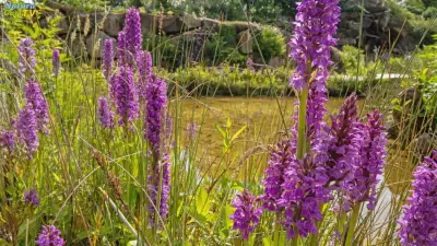 NaturaGart Nachrichten 14.7.2022