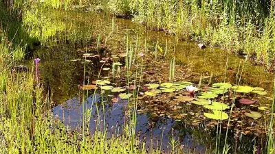 Libellen-Teich