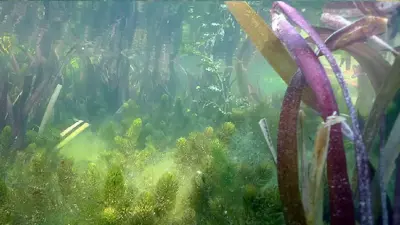 Pflanzen zur Wasserreinigung