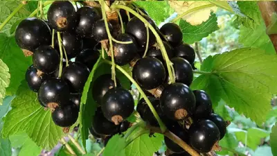 Wildgehölze Einzelpflanzen