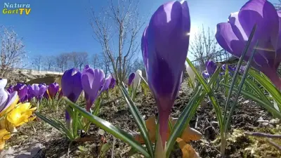 Frühlingsblüte im NaturaGart-Park 2021