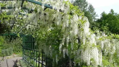 Rosenbögen und Laubengänge