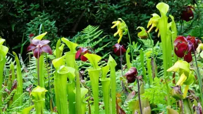 Moorteich - Spezialbiotop im Garten