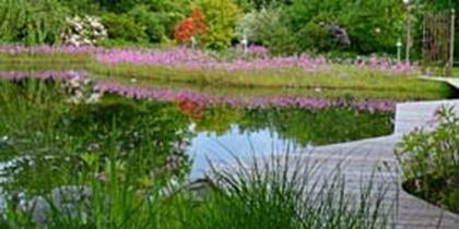 Schwimmteich 500 m³