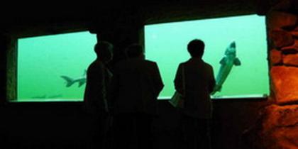 Fische bei NaturaGart