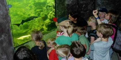 Fische ganz nah erleben