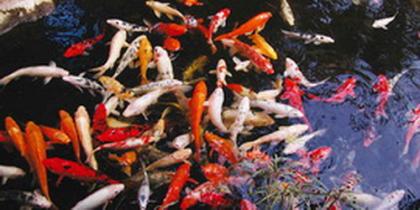 Teichgrößen für Fische