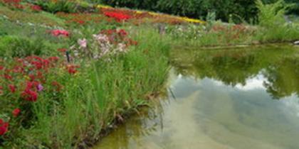 Schwimmteich: Basis-Wissen