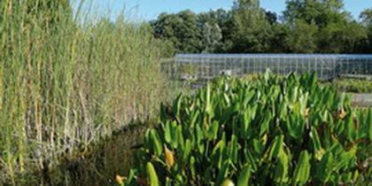 Teichpflanzen für Schwimmteiche