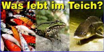 Tiere und Pflanzen am Teich