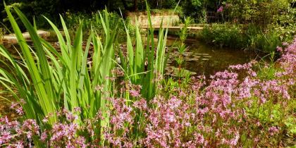 Naturagart Pflanzen Shop Teichpflanzen Gartenpflanzen Und Teichpflanzen Online Kaufen