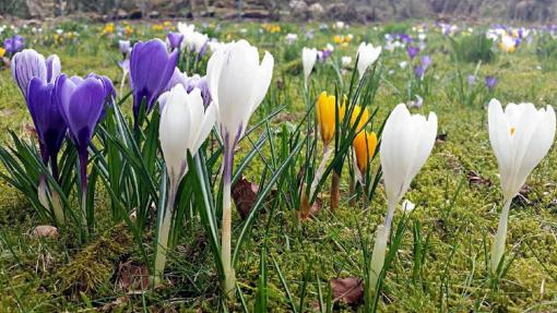 Wild- und Gartenkrokusse