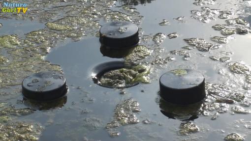 Klares Wasser im Teich - Skimmer