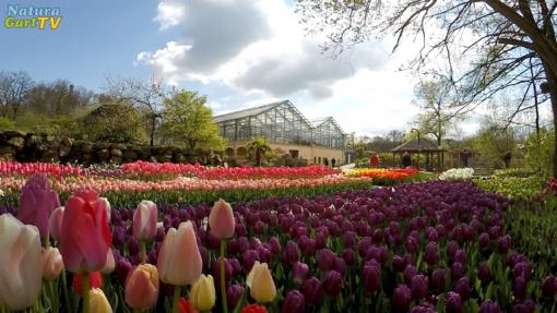 Frühlingsblüte im NaturaGart-Park 2017