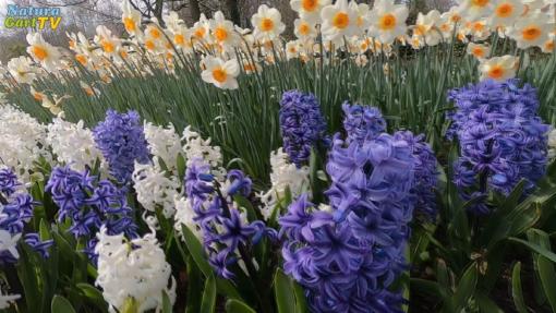 Frühlingsblüte im NaturaGart-Park 2019