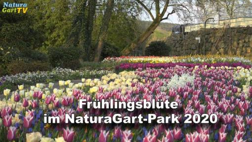 Frühlingsblüte im NaturaGart Park 2020
