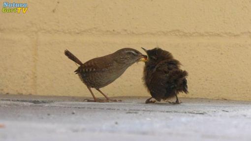 NaturaGart Nachrichten 24.6.2024