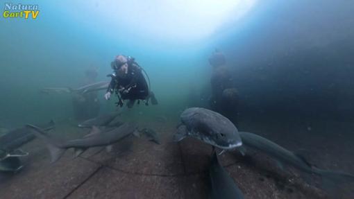 NaturaGart Nachrichten 29.8.2024