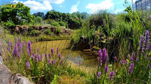 Braucht man eine Genehmigung für Teichbau?