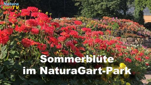 Sommerblüte im NaturaGart-Park