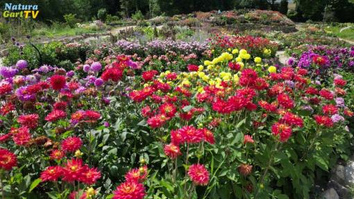 NaturaGart Nachrichten 18.09.2025