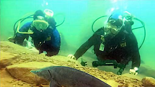 Tauchgutscheine für die Unterwasserwelt - Einsteiger-, Schnupper- & Erlebnistauchgänge verschenken