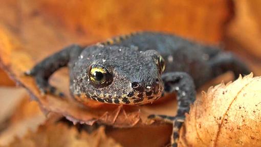 Kurzinfo: Amphibien am Gartenteich