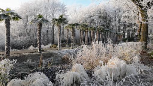 NaturaGart-Nachrichten Dezember 2025