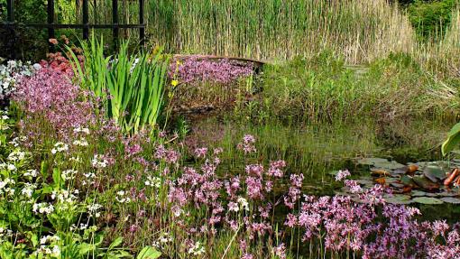 Frosch-Teich