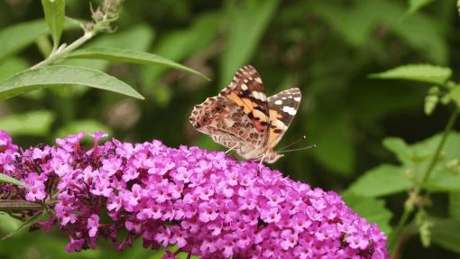 Aktuelles aus der Natur im Park