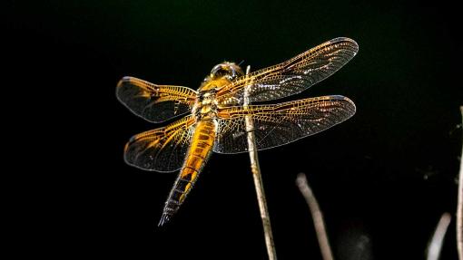 Kurzinfo: Libellen am Gartenteich